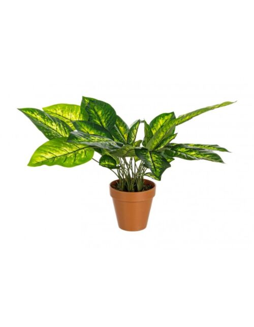 BIZZOTTO PIANTA DIEFFENBACHIA C-VASO 30FOGLIE H45