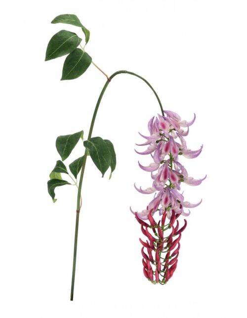 BIZZOTTO MACUNA KAYLIN VIOLA H142CM