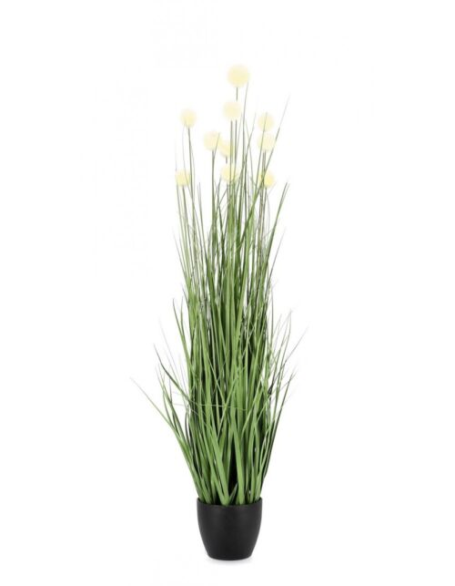 BIZZOTTO PIANTA ERIOPHORUM BIANC C-VASO X10F H110