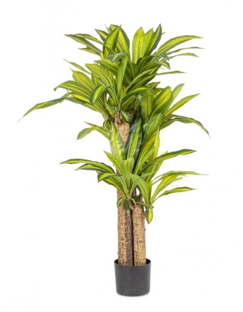 BIZZOTTO PIANTA DRACAENA C-VASO H130