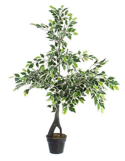 BIZZOTTO PIANTA FICUS VARIEGATO C-VASO X760F H120