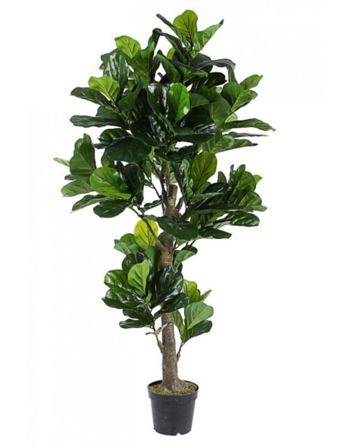 BIZZOTTO PIANTA FICUS LYRATA C-VASO 153FOGL H190