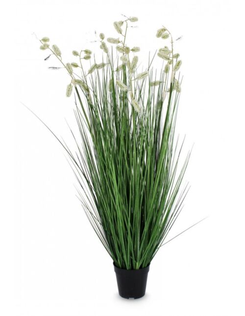BIZZOTTO PIANTA GREVILLEA BIANCO C-VASO X7F H120