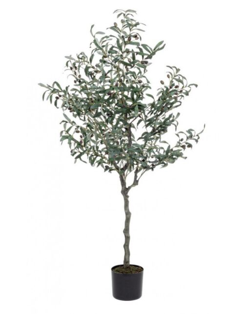 BIZZOTTO PIANTA ULIVO C-VASO 984FOGLIE H150