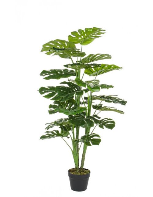 BIZZOTTO PIANTA FILODENDRO C-VASO 23FOGLIE H120CM