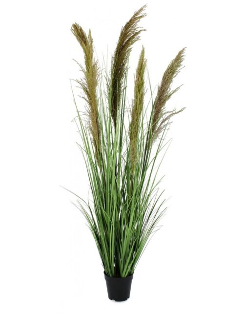 BIZZOTTO PIANTA CARINE PAMPAS VERD MARR C-VA H145